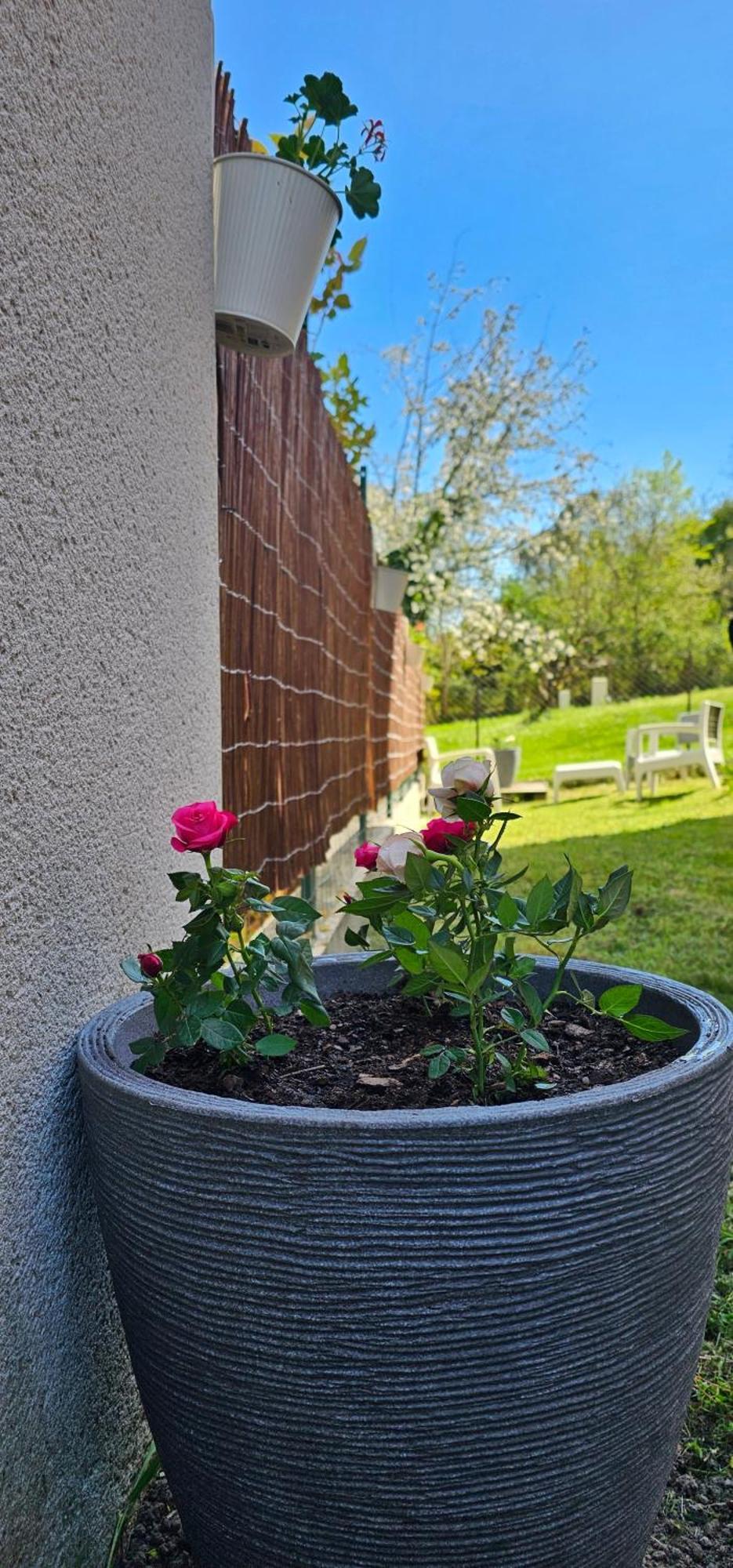 Lumineux Et Calme En Rez-de-jardin Apartment